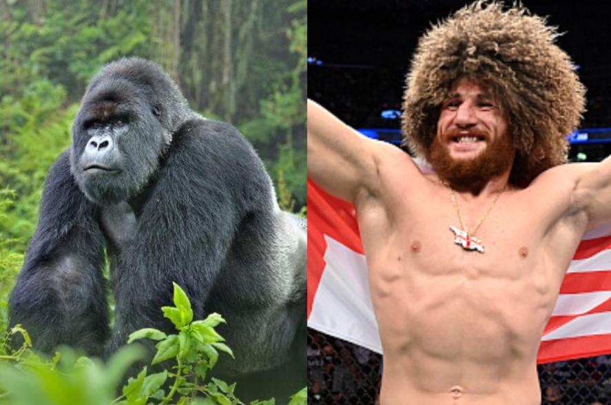 Merab Dvalishvili despre o lupta ipotetica dintre 100 de barbati vs 1 gorila: "Cred ca pot s-o inving singur"
